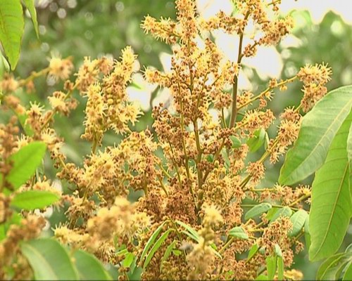 气温偏高 龙眼花开满枝头