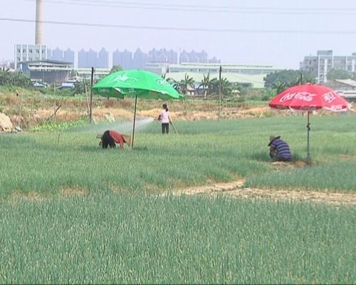 天气晴好 菜农忙补种