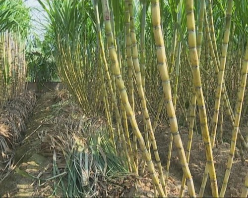 本地甘蔗月底可大量上市