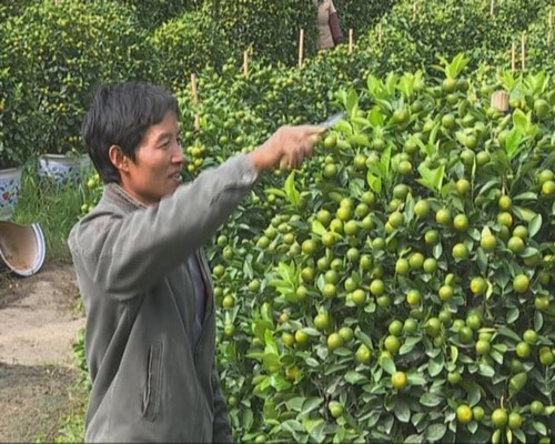 桔农加紧培植修整年桔 积极备战新春花市