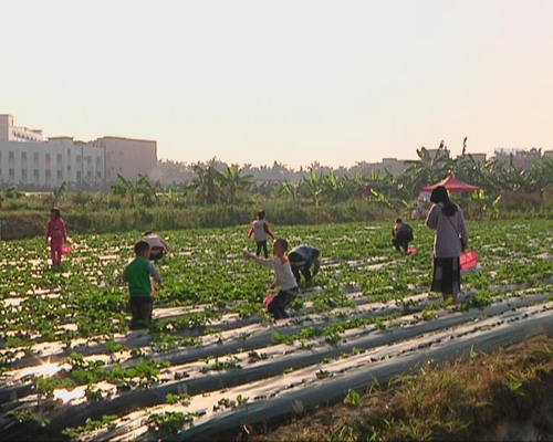 草莓新鲜上市  引市民采摘热