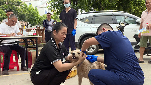 9月起  望牛墩镇将开展狂犬病和禽流感免疫注射