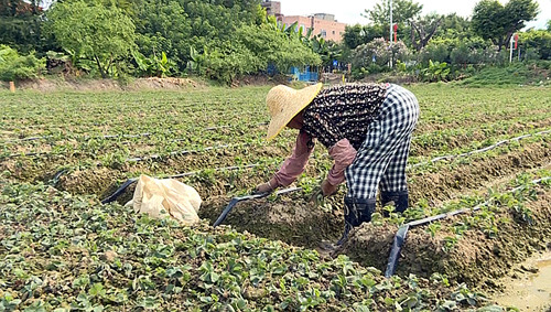 望牛墩：草莓移栽季 农户田间忙 初冬可尝鲜